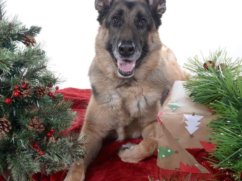Mazy, a 6 years old female German Shepherd available for adoption from Dogs Trust in Manchester