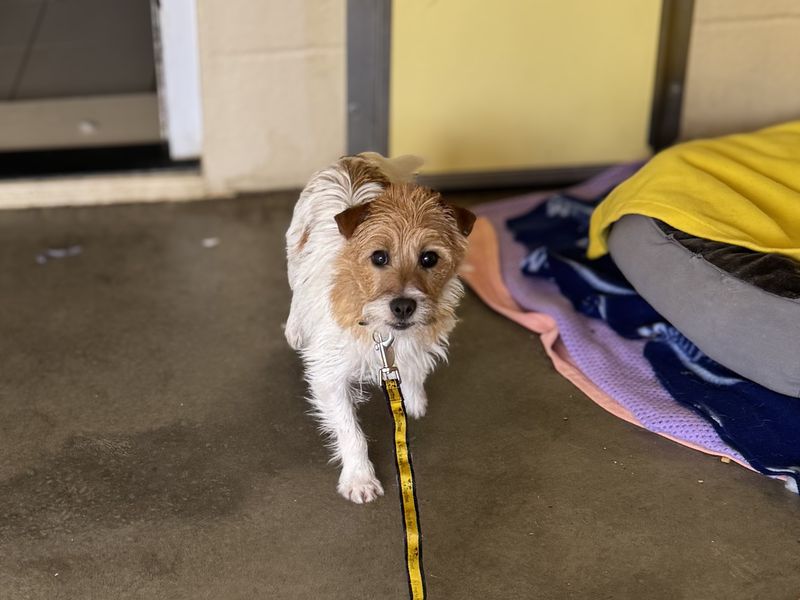 Jack Russell Terrier for adoption in Wickford, Essex – 1 year old