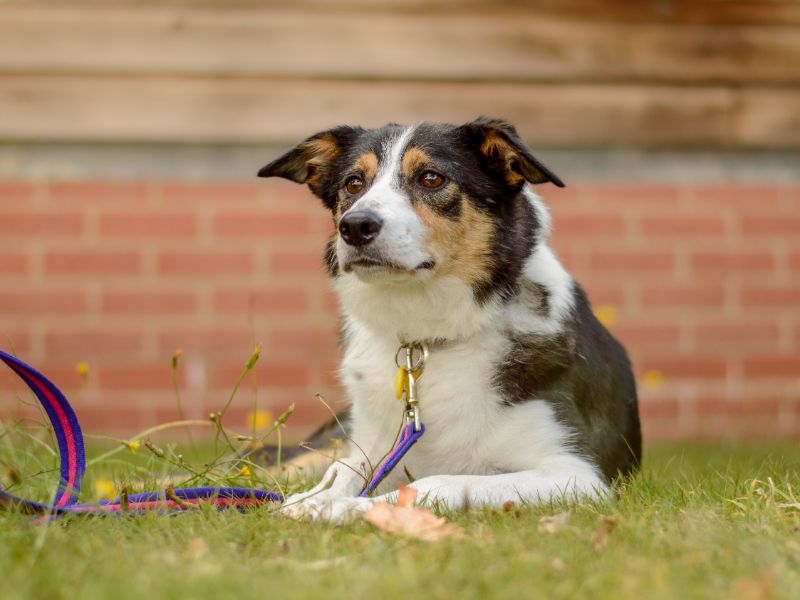 Border Collie for adoption in Kenilworth, Warks – 6 years old - Image 3 of 3