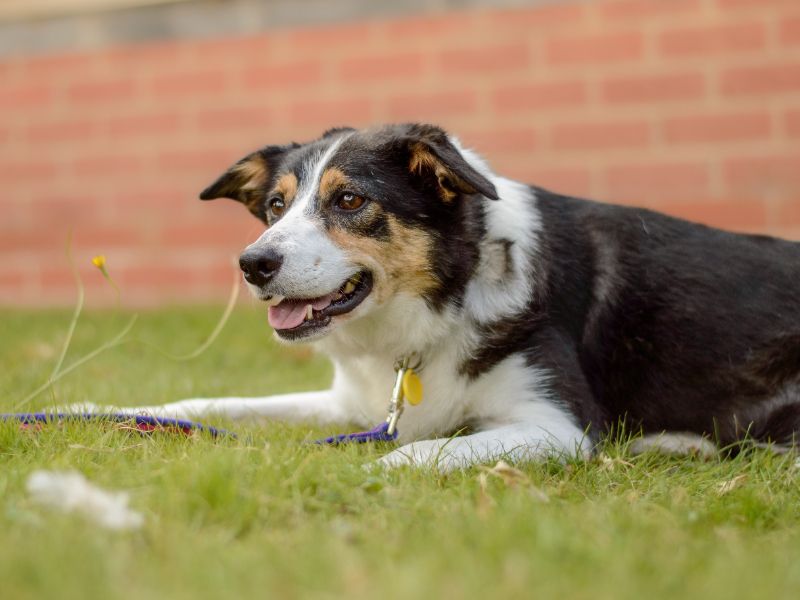 Border Collie for adoption in Kenilworth, Warks – 6 years old