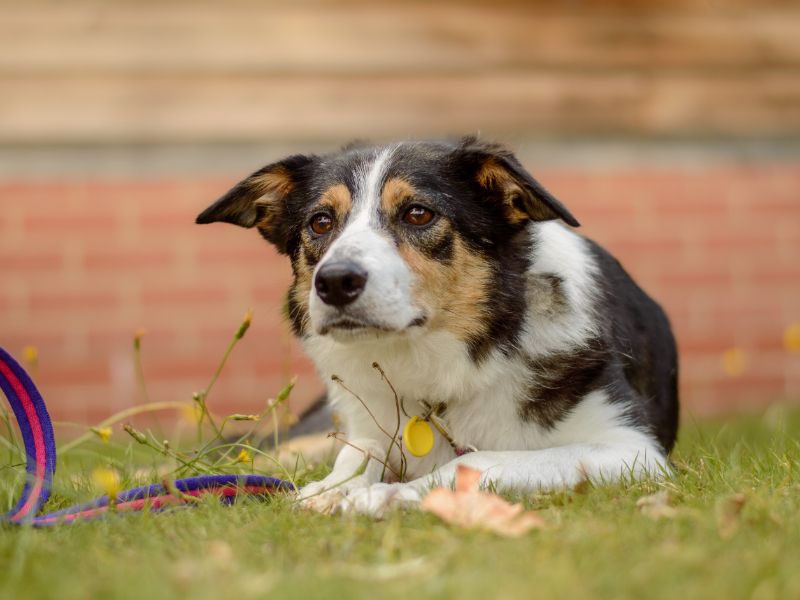 Border Collie for adoption in Kenilworth, Warks – 6 years old - Image 2 of 3