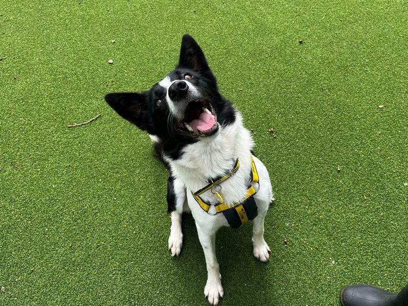 Border Collie for adoption in Chestfield, Kent – 3 years old - Image 2 of 2