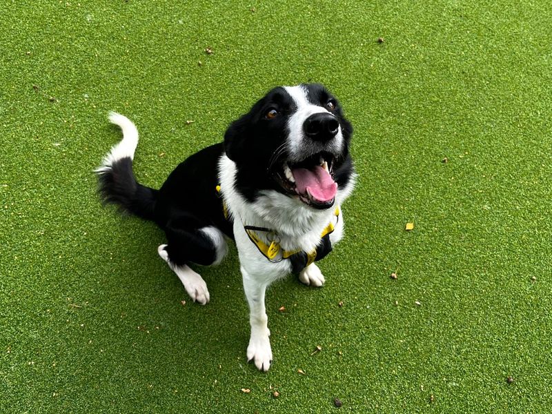 Border Collie for adoption in Chestfield, Kent – 3 years old