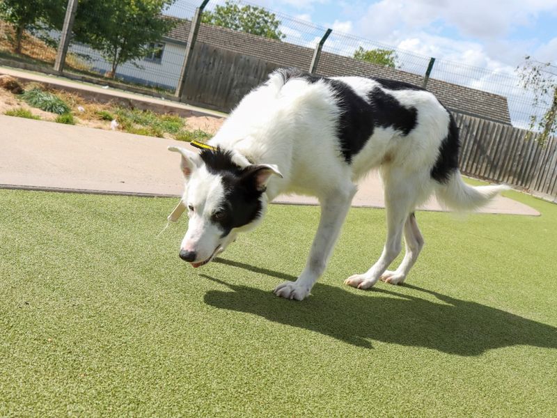 Border Collie for adoption in Evesham, Worcestershire – 3 years old