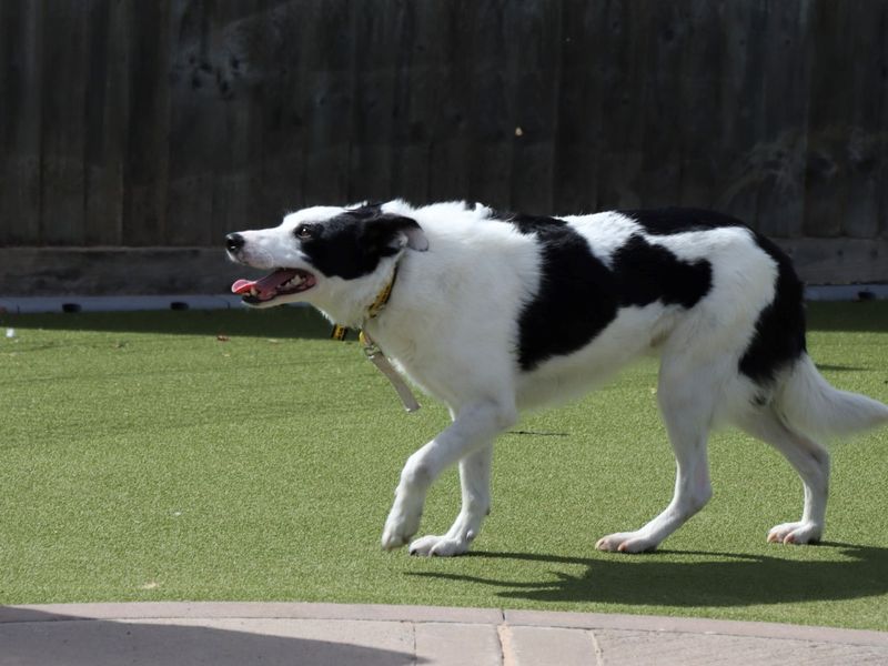 Border Collie for adoption in Evesham, Worcestershire – 3 years old - Image 2 of 4