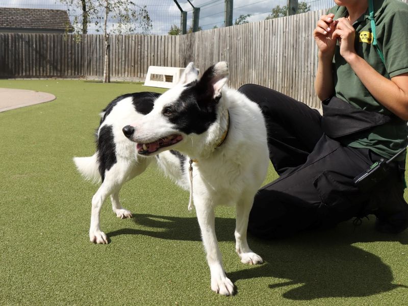 Border Collie for adoption in Evesham, Worcestershire – 3 years old - Image 3 of 4