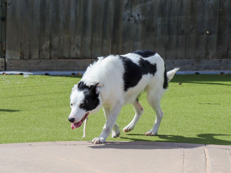 Border Collie for adoption in Evesham, Worcestershire – 3 years old - Image 4 of 4