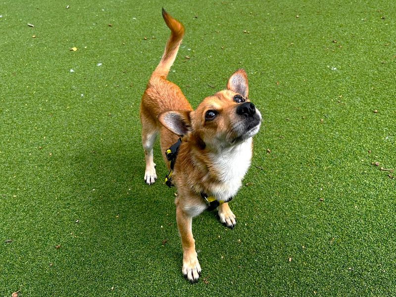 Jack Russell Terrier for adoption in Chestfield, Kent – 5 years old