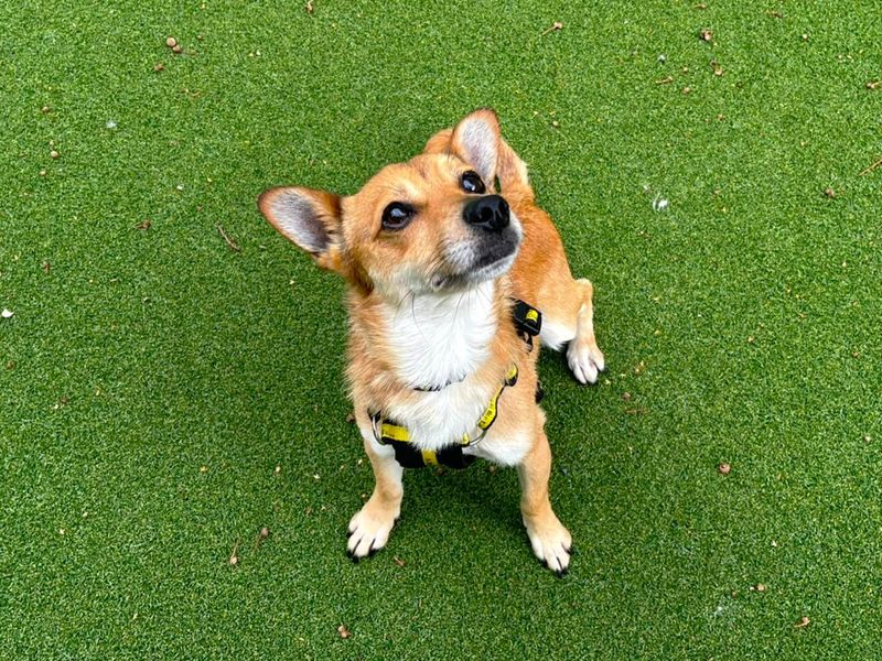 Jack Russell Terrier for adoption in Chestfield, Kent – 5 years old - Image 2 of 2