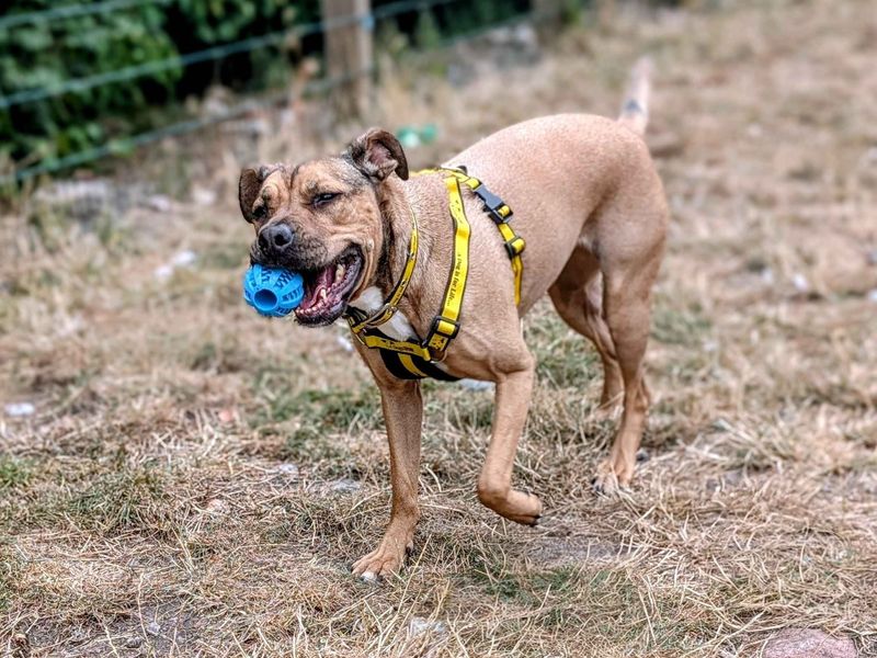 English Bulldog for adoption in Cardiff, Glamorgan – 5 years old