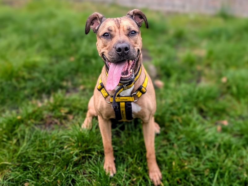 Roxy | Bulldog Cross | Cardiff - 1