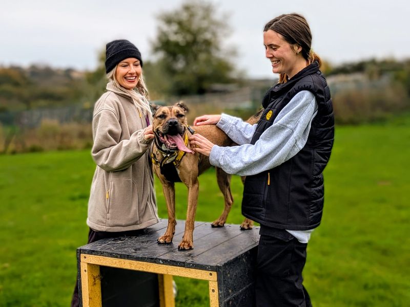 Roxy | Bulldog Cross | Cardiff - 7