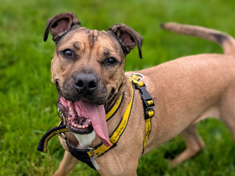 Roxy | Bulldog Cross | Cardiff - 1