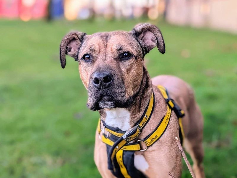Roxy | Bulldog Cross | Cardiff - 8