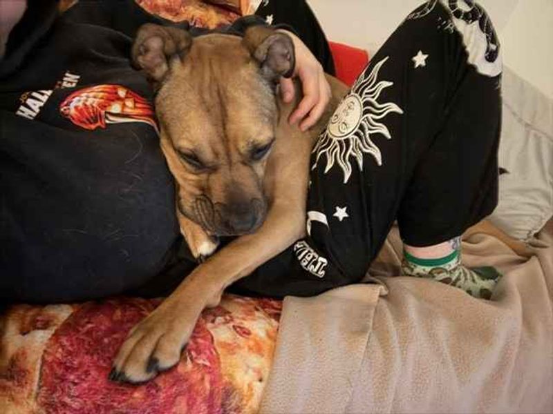 Roxy | Bulldog Cross | Cardiff - 3