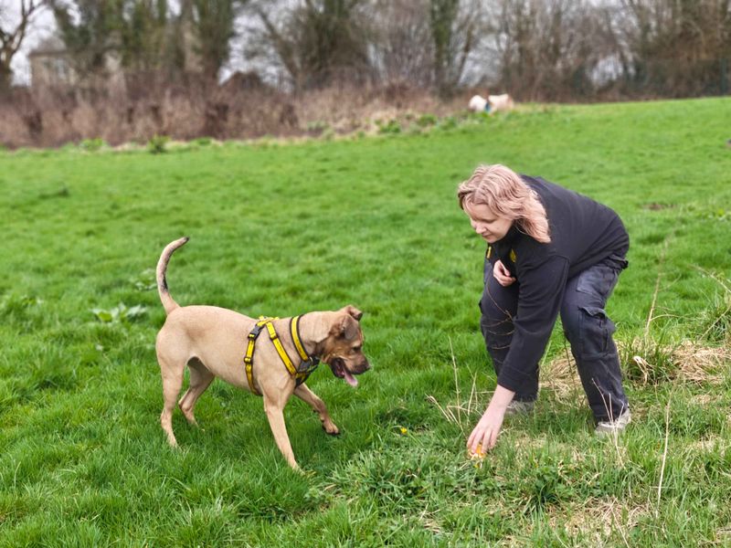 Roxy | Bulldog Cross | Cardiff - 9