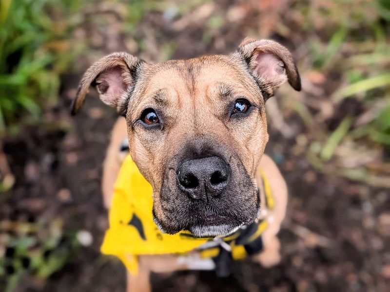 Roxy | Bulldog Cross | Cardiff - 1