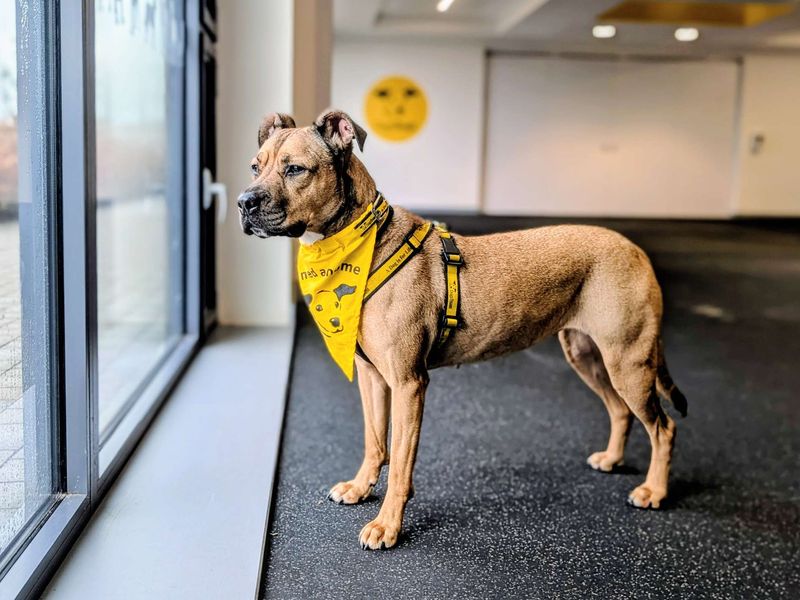 Roxy | Bulldog Cross | Cardiff - 2