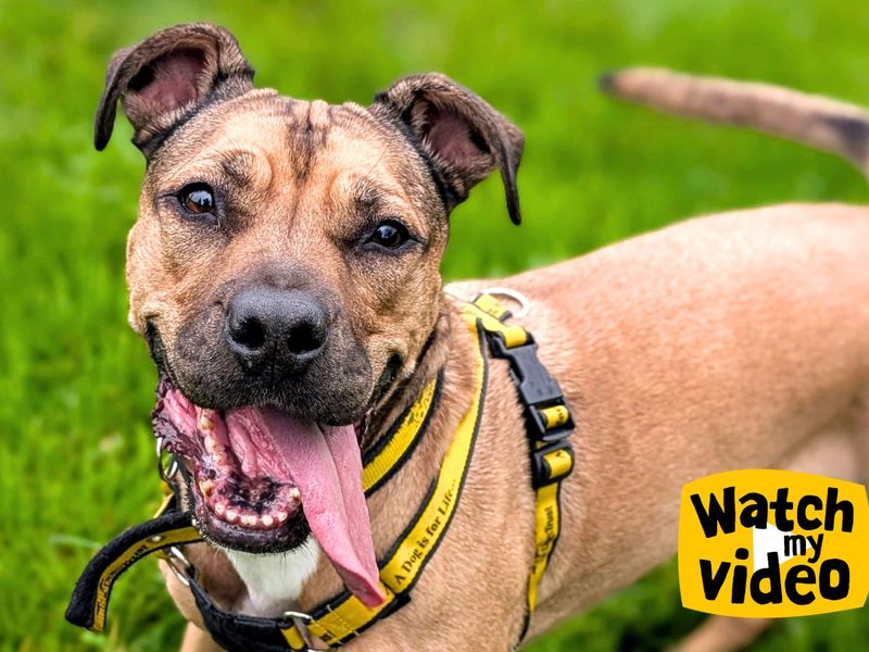 Roxy | Bulldog Cross | Cardiff - 11