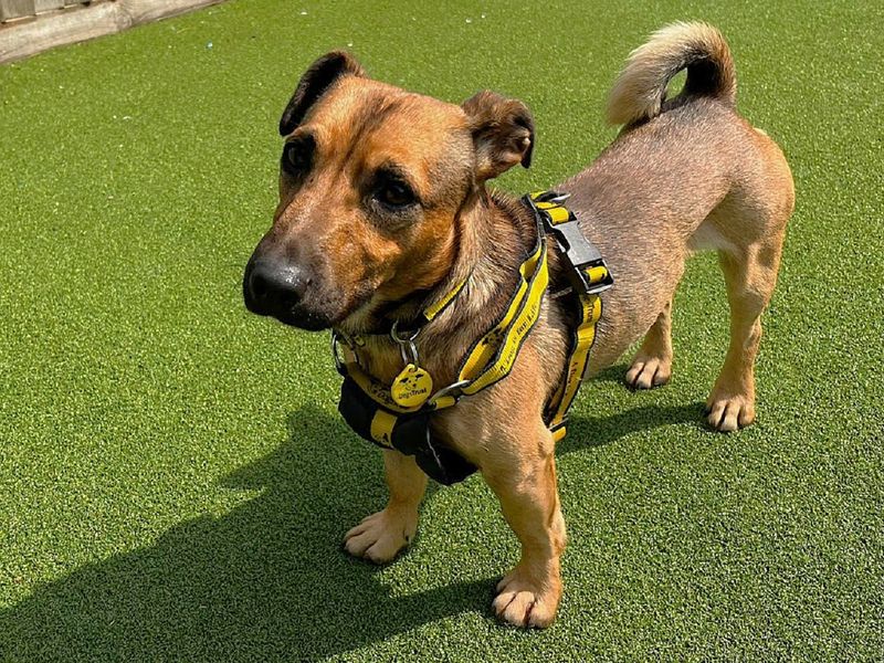 Jack Russell Terrier for adoption in Chestfield, Kent – 2 years old - Image 2 of 4