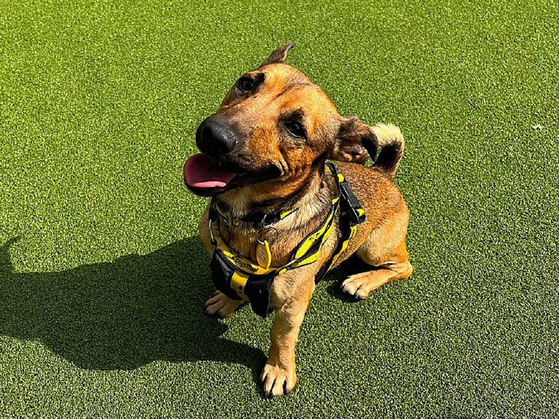Jack Russell Terrier for adoption in Chestfield, Kent – 2 years old - Image 3 of 4