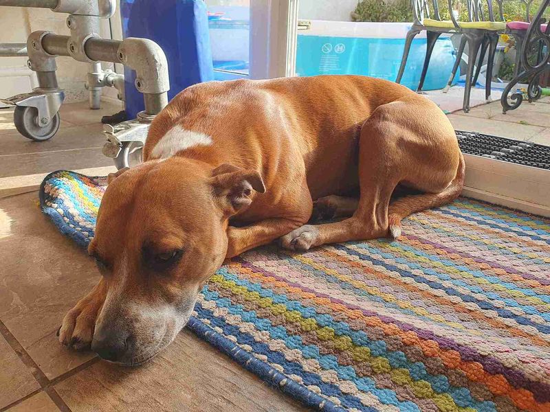 Staffordshire Bull Terrier for adoption in Cardiff, Glamorgan – 4 years old - Image 3 of 3