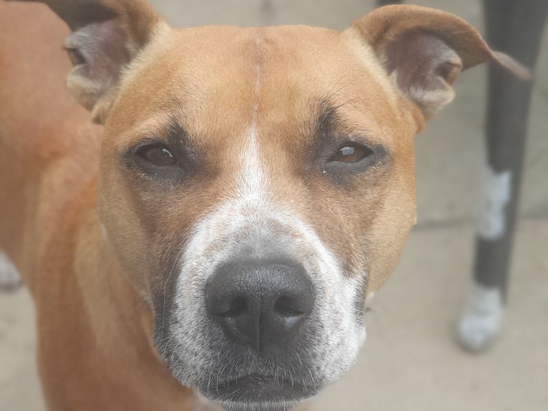 Staffordshire Bull Terrier for adoption in Cardiff, Glamorgan – 4 years old - Image 2 of 3