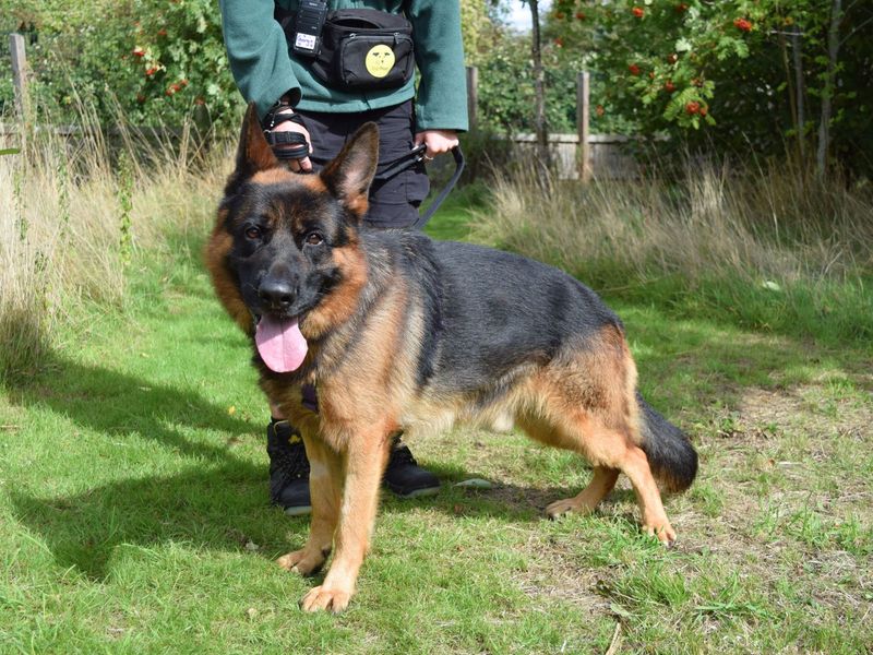 German Shepherd for adoption in Uxbridge, London – 4 years old