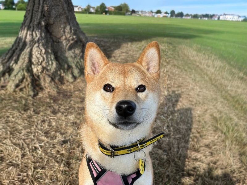 Harper | Japanese Shiba Inu | Basildon (Essex) - 1