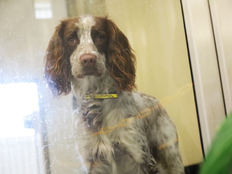 Cocker Spaniel for adoption in Leeds, Yorkshire – 1 year old