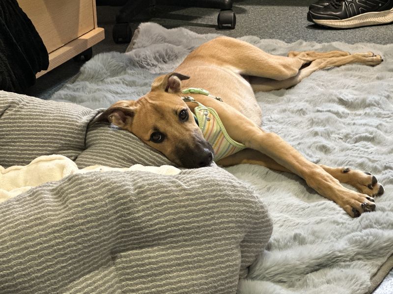 Chico | Lurcher | Shoreham (Sussex) - 1