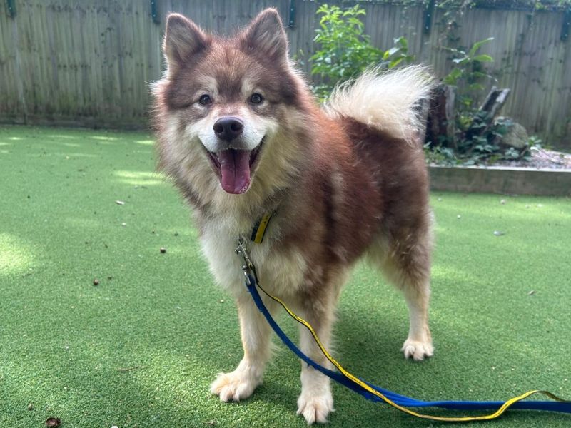 Blossom | Finnish Spitz Cross | Canterbury - 1