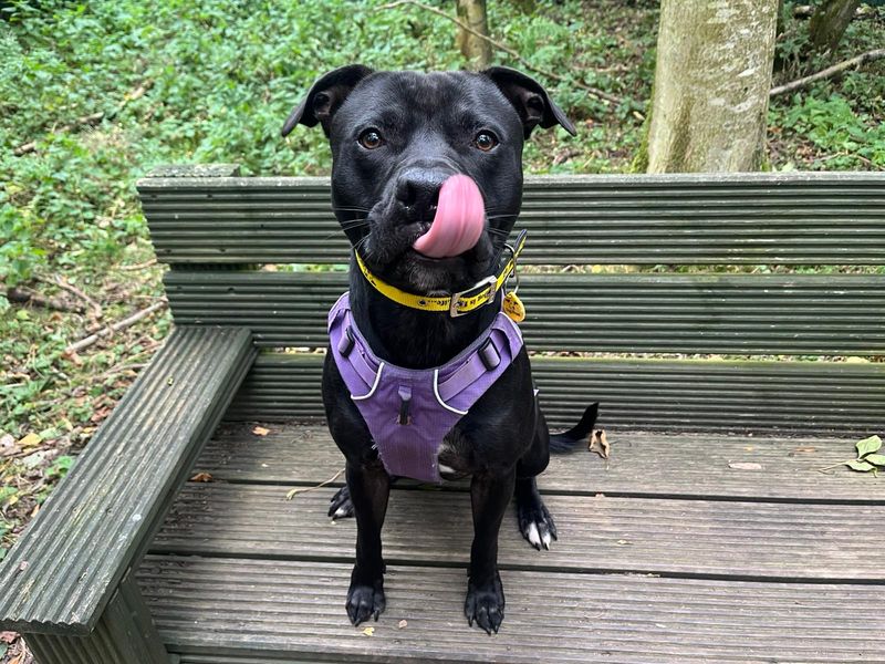 Staffordshire Bull Terrier for adoption in West Calder, West Lothian – 1 year old