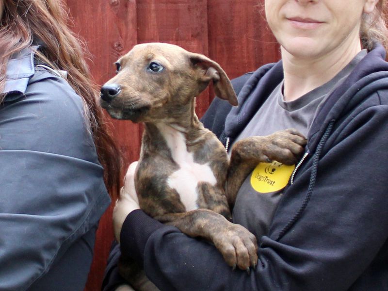 Cory | Lurcher Cross | Merseyside (Liverpool) - 1