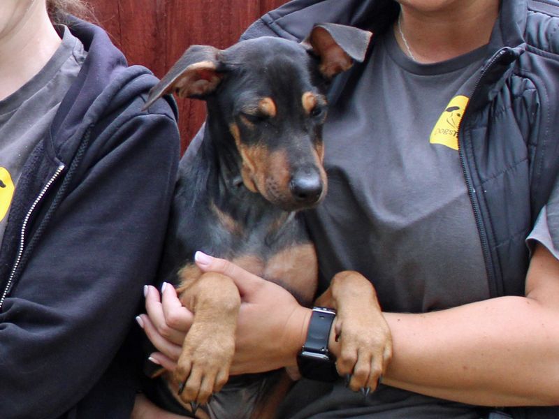 Raven | Lurcher Cross | Merseyside (Liverpool) - 1