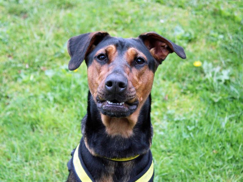 undefined | Lurcher Cross | undefined - 1