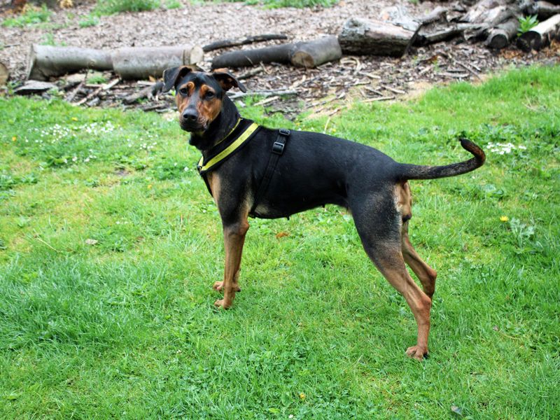 undefined | Lurcher Cross | undefined - 3