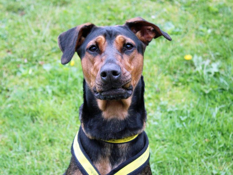 undefined | Lurcher Cross | undefined - 2