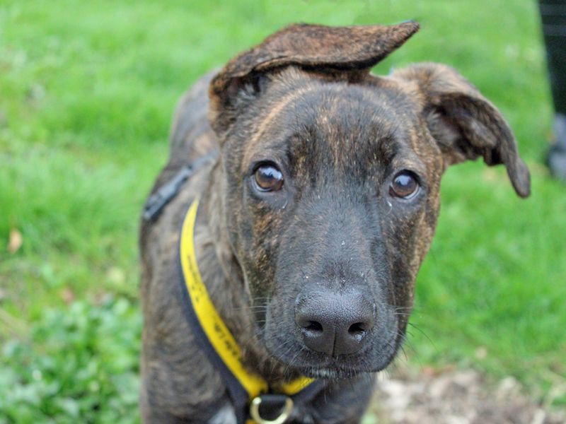 Phineas | Lurcher Cross | Merseyside (Liverpool) - 1