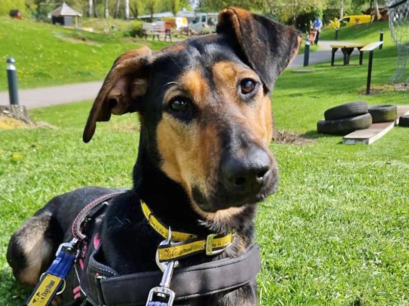 Lizzie | Lurcher Cross | Merseyside (Liverpool) - 1