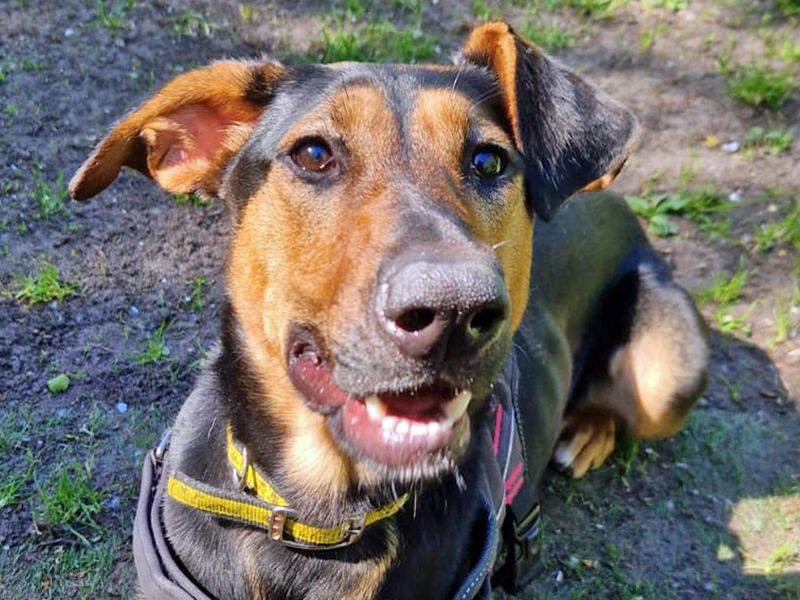 Lizzie | Lurcher Cross | Merseyside (Liverpool) - 3