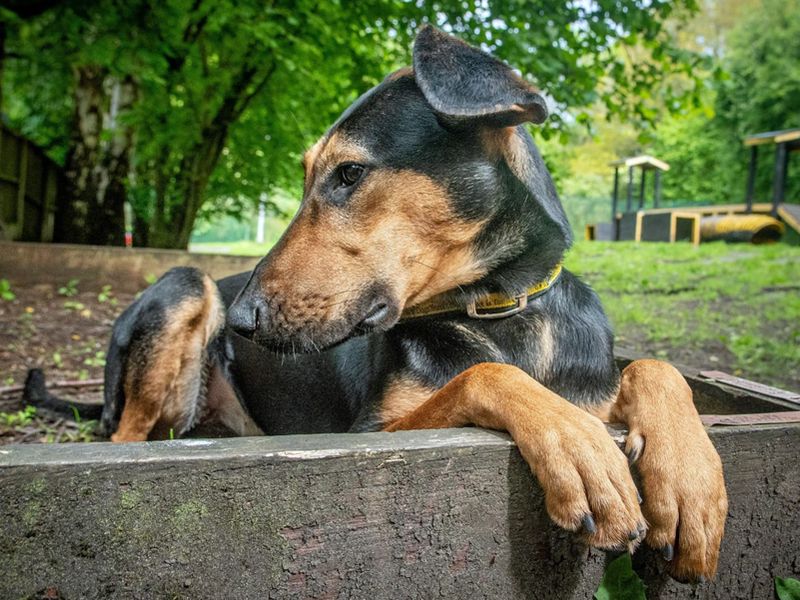 Lizzie | Lurcher Cross | Merseyside (Liverpool) - 2