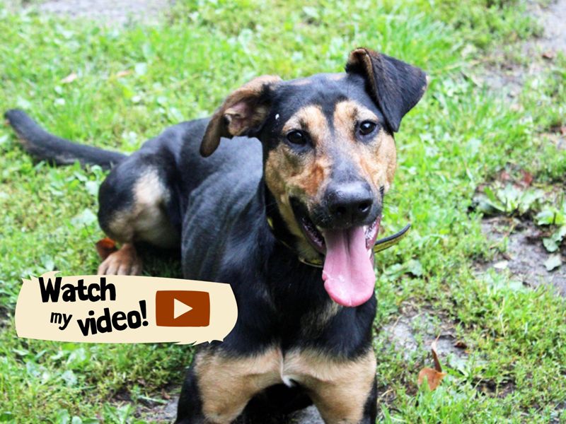 Lizzie | Lurcher Cross | Merseyside (Liverpool) - 1