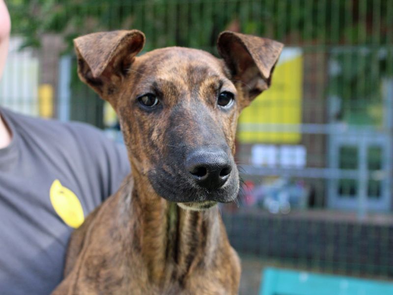 McGuire | Lurcher Cross | Merseyside (Liverpool) - 1