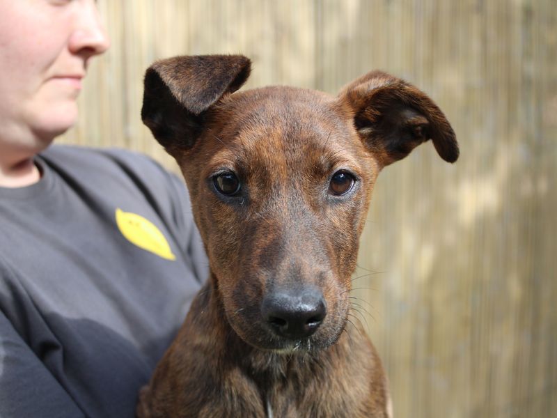 Gabriella | Lurcher Cross | Merseyside (Liverpool) - 1