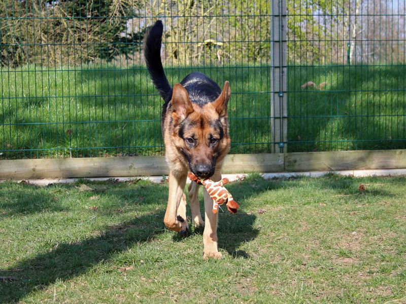 German Shepherd for adoption in Sadberge, Co Durham – 7 years old - Image 2 of 2