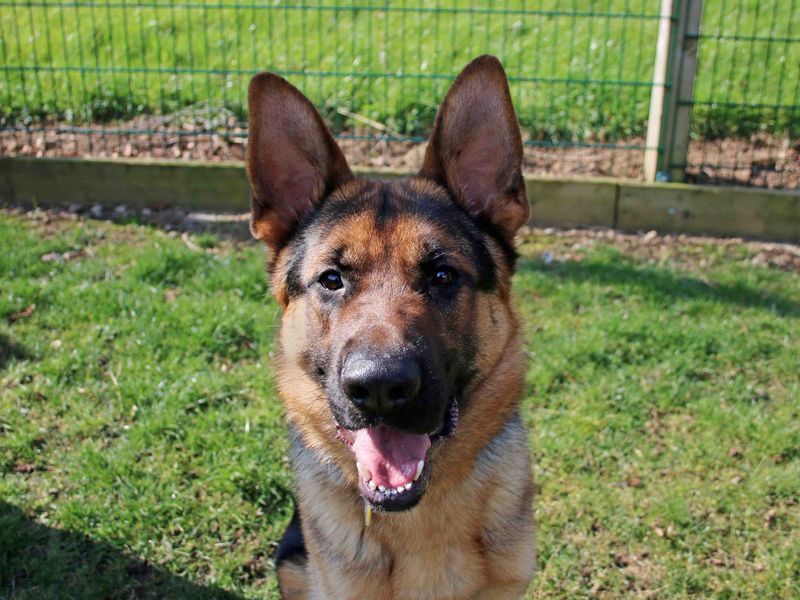 German Shepherd for adoption in Sadberge, Co Durham – 7 years old