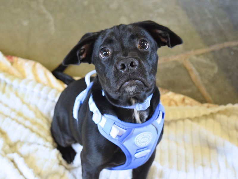 French Bulldog for adoption in Uxbridge, London – 6 months old