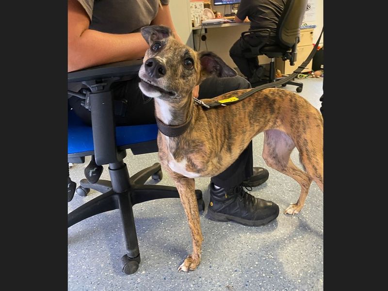 Trixie | Whippet | Basildon (Essex) - 1