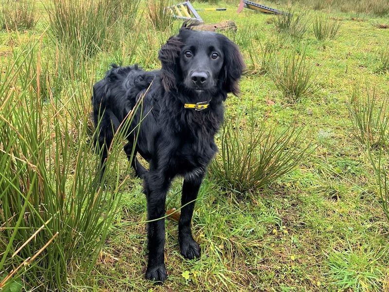 Cocker Spaniel for adoption in Ballymena, Co Antrim – 7 months old